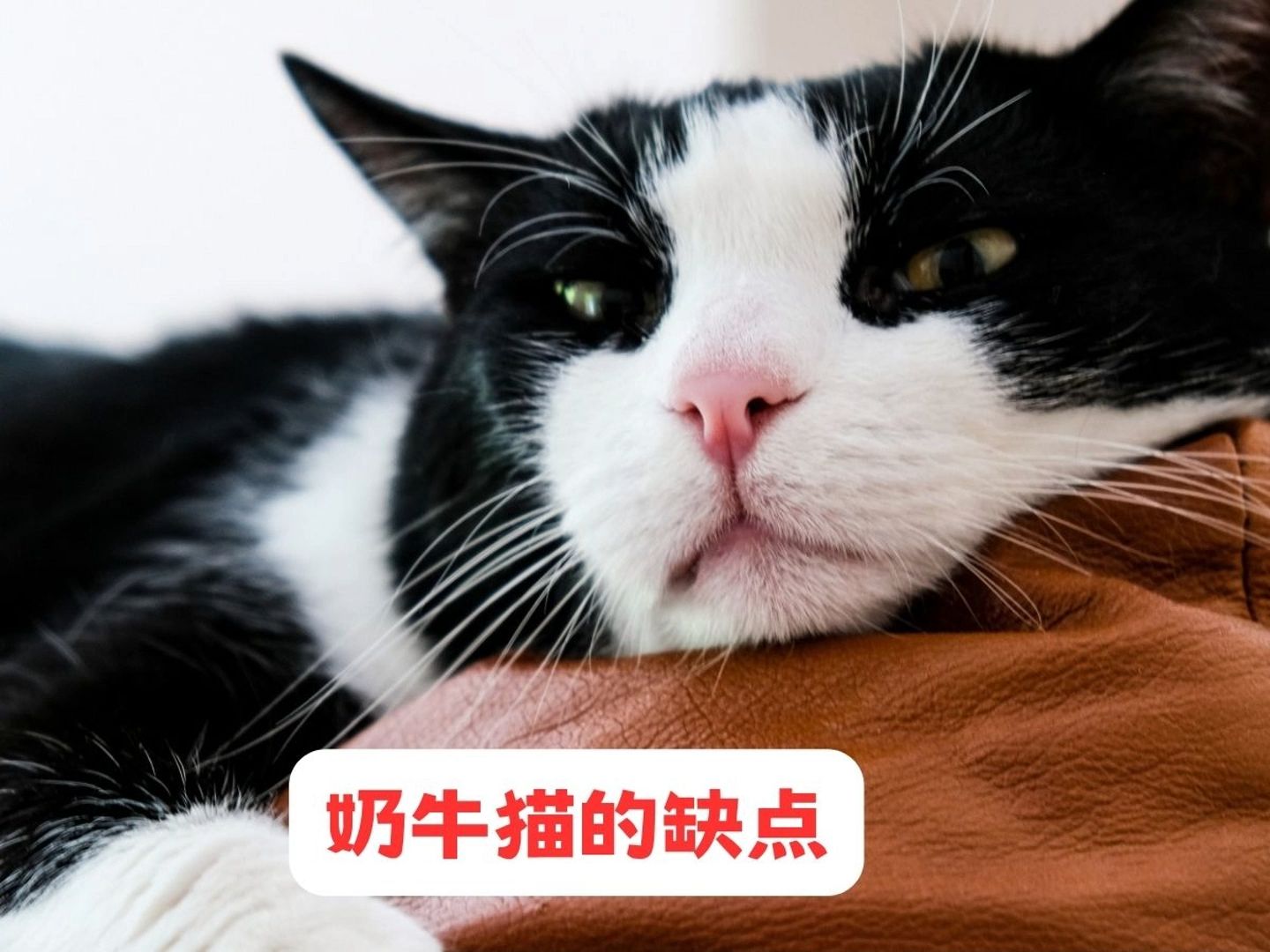 奶牛猫的5大缺点,看完你还敢养吗?哔哩哔哩bilibili