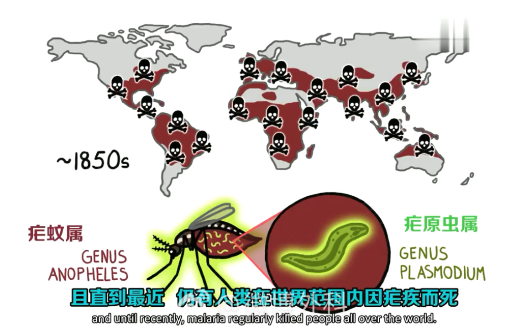 科普短片:為什麼瘧疾不僅是熱帶的疾病?還是世界性的疾病?