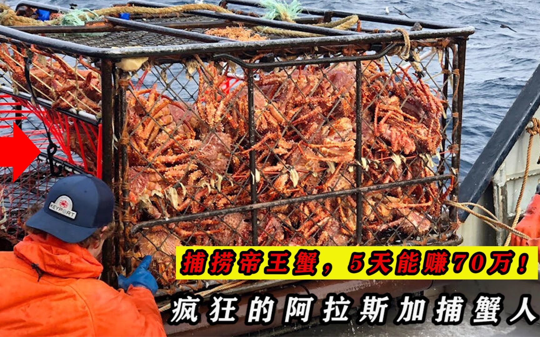 工人5天狂赚70万!帝王蟹为何不人工养殖?