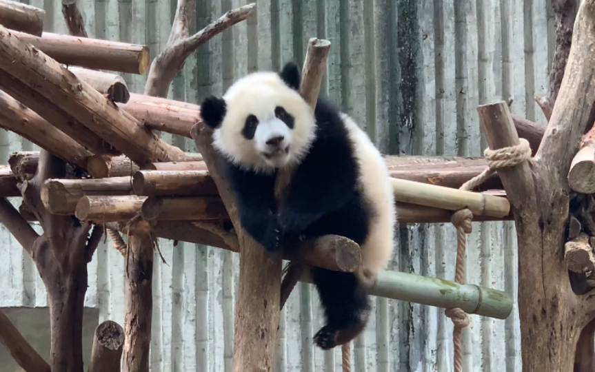 大熊猫福多多脑袋太大的唯一坏处就是容易卡头