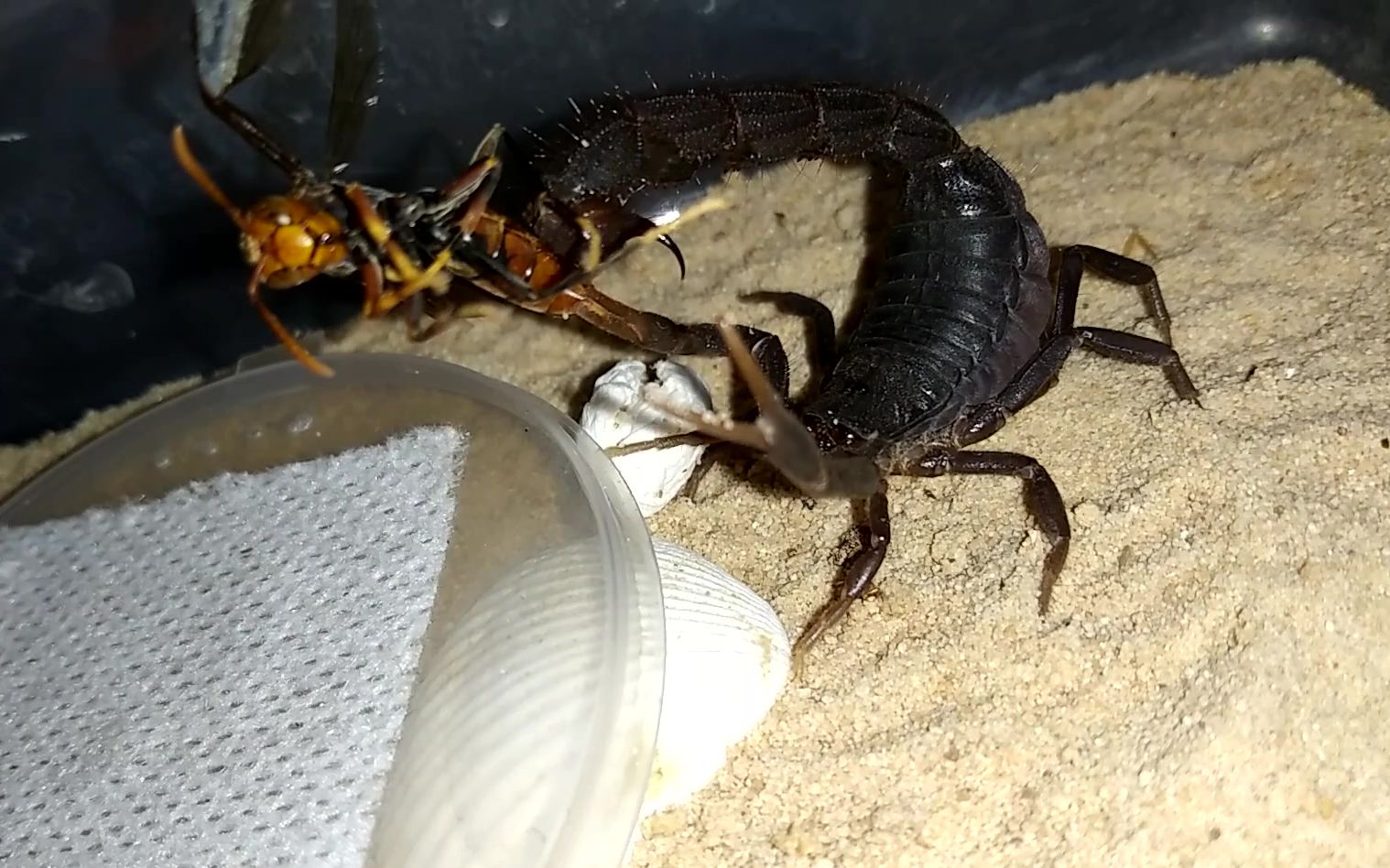 【蝎子】黑粗尾蝎捕食胡蜂