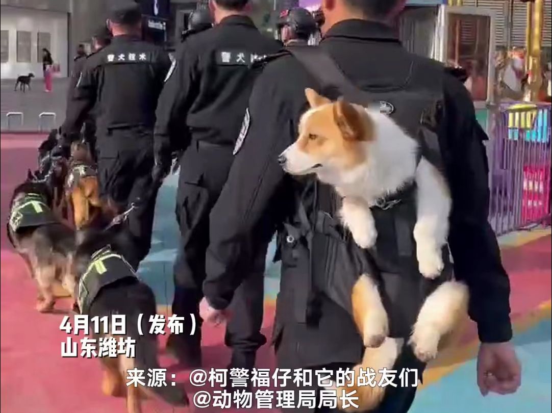 柯基警犬"上班"引群众围观.训导员:柯基短腿在工作时有优势.