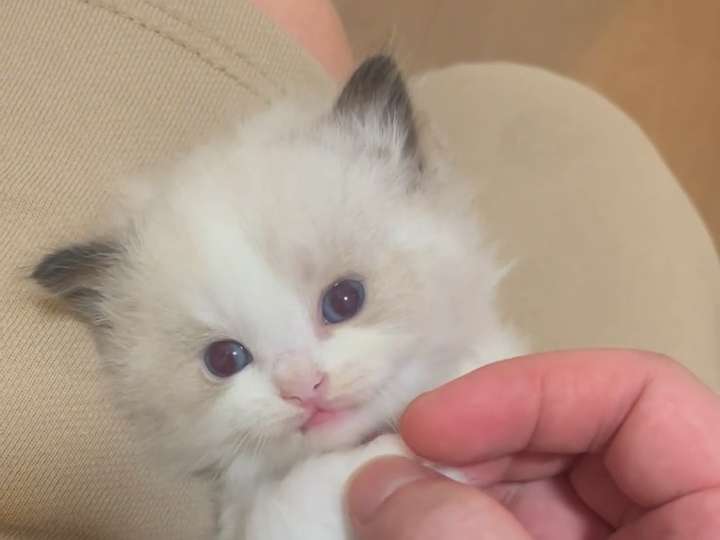 这会是你心中的甜美布偶猫嘛