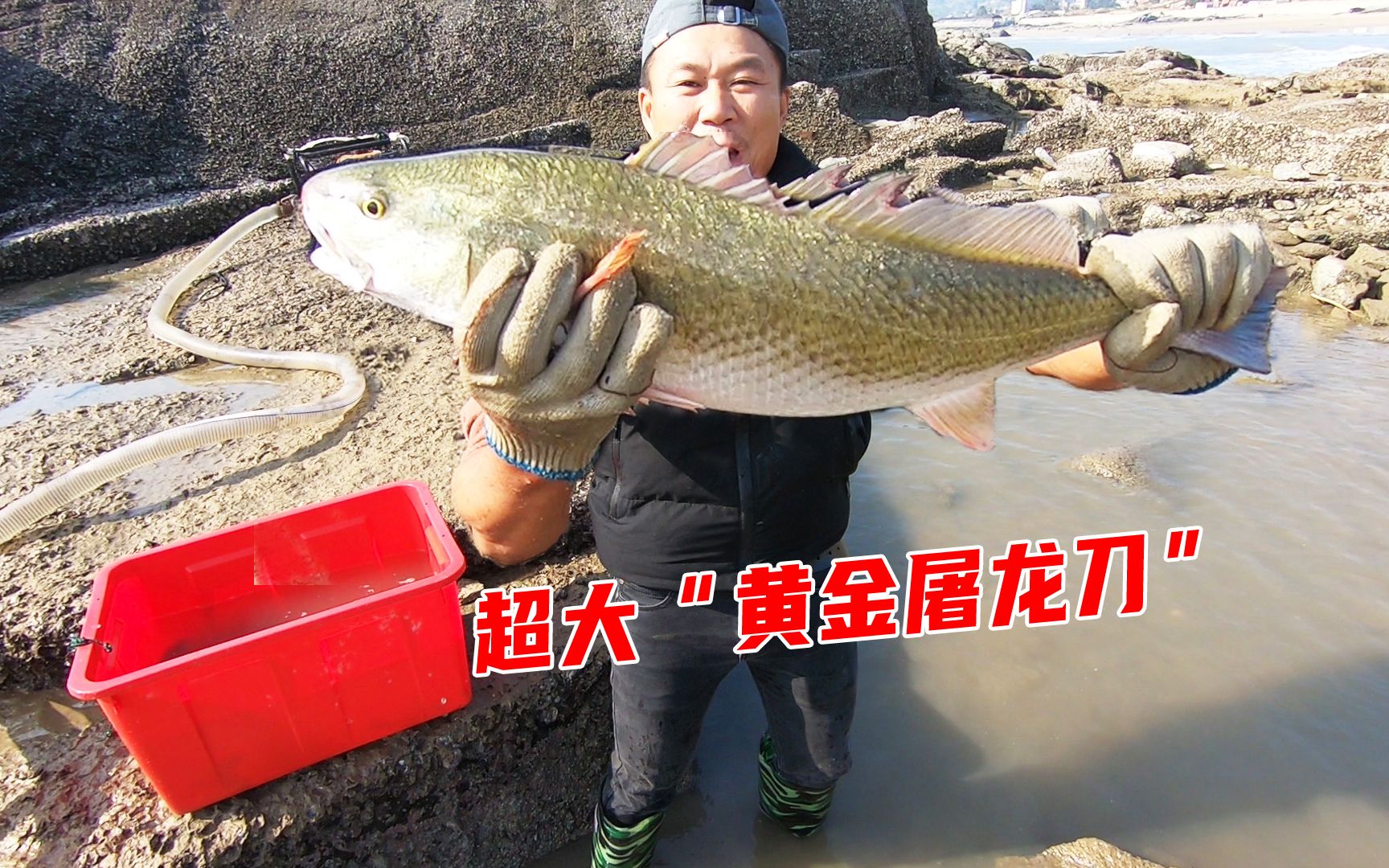 50斤驴血打窝的水坑擒获超大黄金屠龙刀鱼获大卖近千元