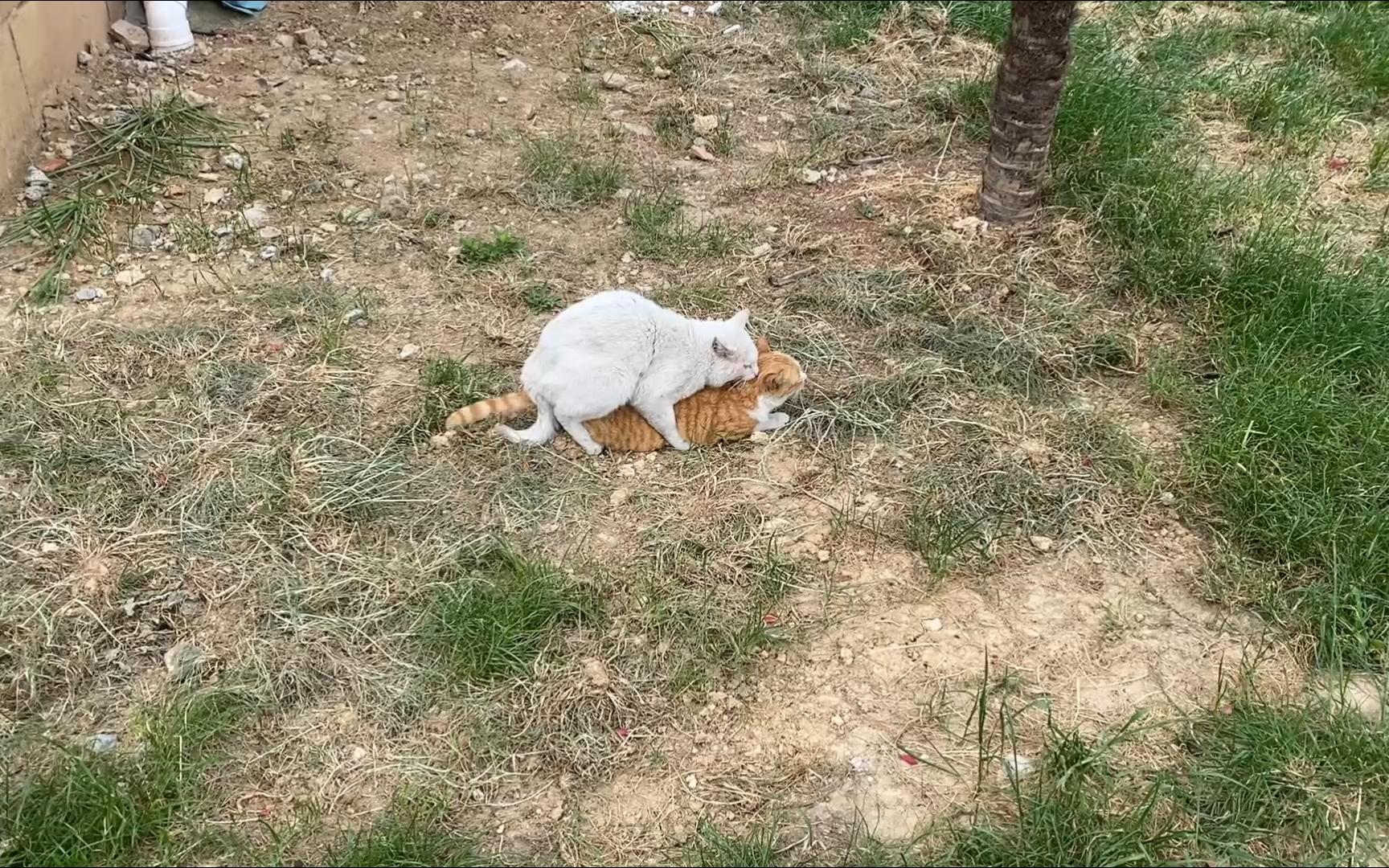 [图]新鲜猫片硬控路人3分钟，“爱情少尉”脏脏大白猫嚯嚯21栋白橘猫