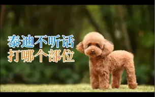 Download Video: 泰迪不听话打哪个部位