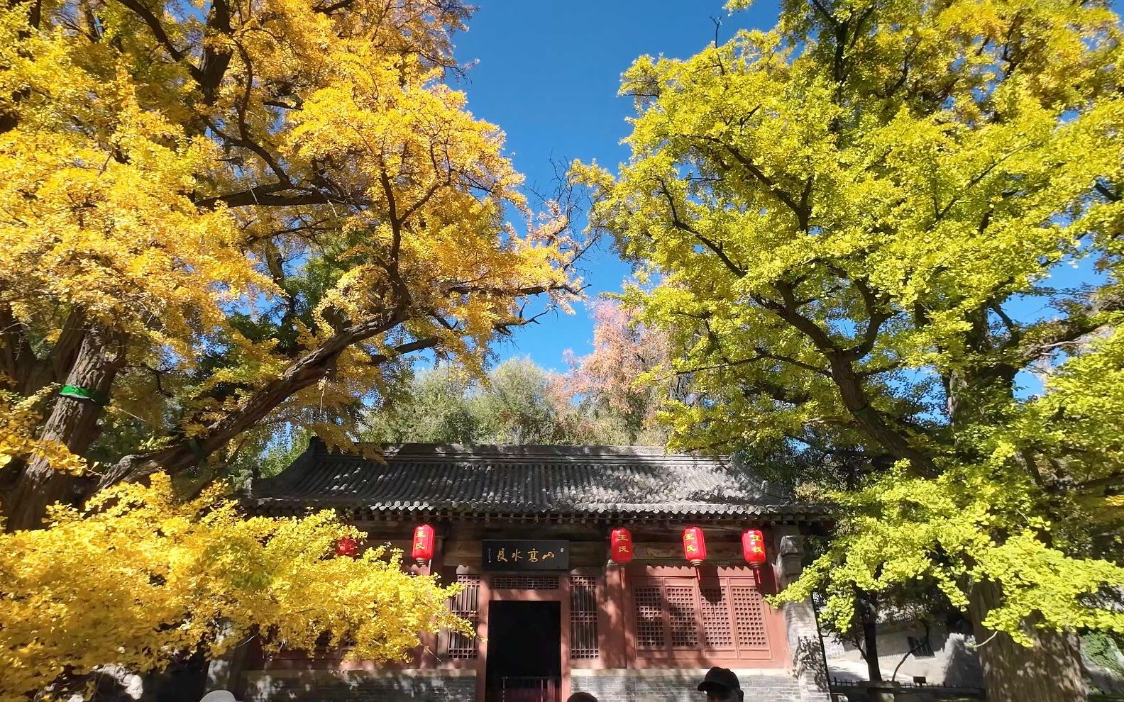 太原晋祠500年连理银杏 是否也是你期待了一整年的银杏呢哔哩哔哩bilibili