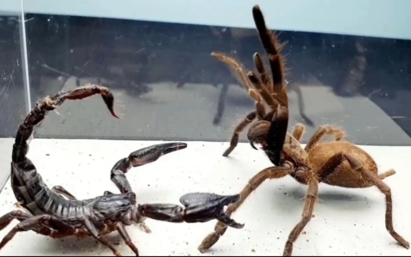 避日蛛大战黑蝎子