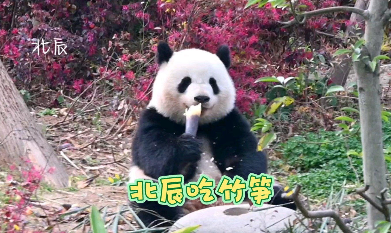 4.1 甜甜的川大包北辰吃竹笋,吃得好开心