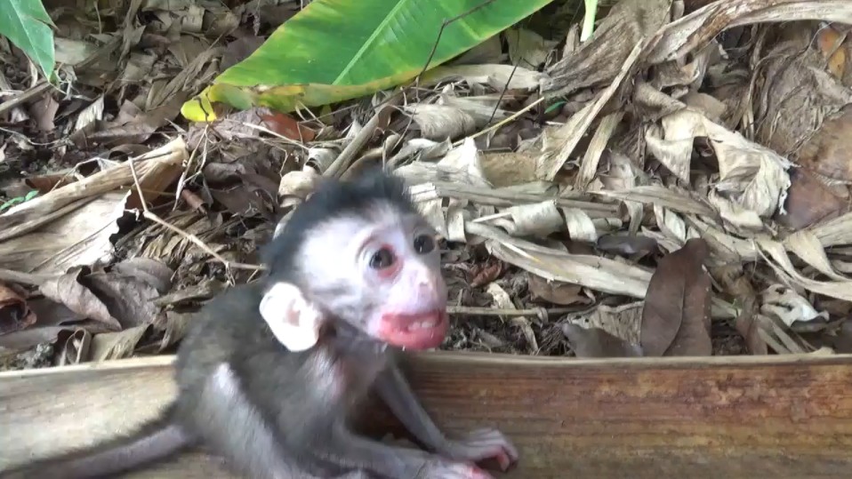 小猴子嘴受伤啦!像个香肠一样