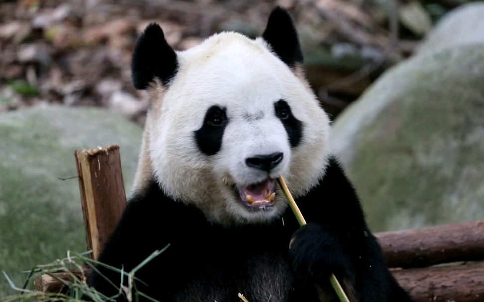 大阿福熊猫图片