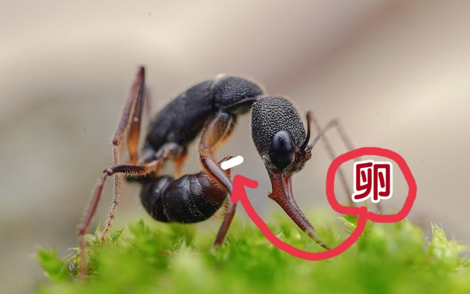 二分钟半带你了解猎镰猛蚁产卵过程!