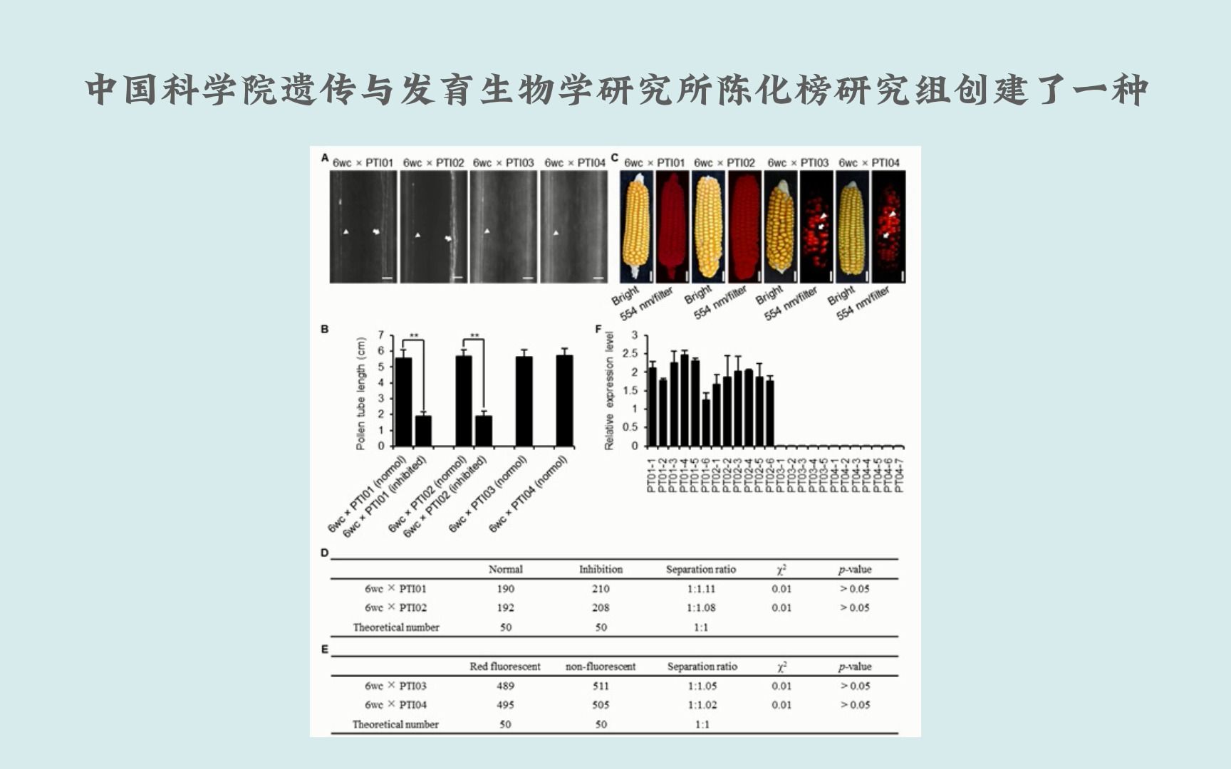 中科院遗传发育所陈化榜研究组利用玉米杂交不亲和基因研发制种新技术哔哩哔哩bilibili