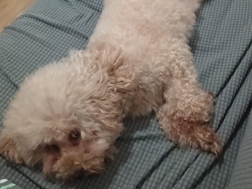 记录泰迪美好生活