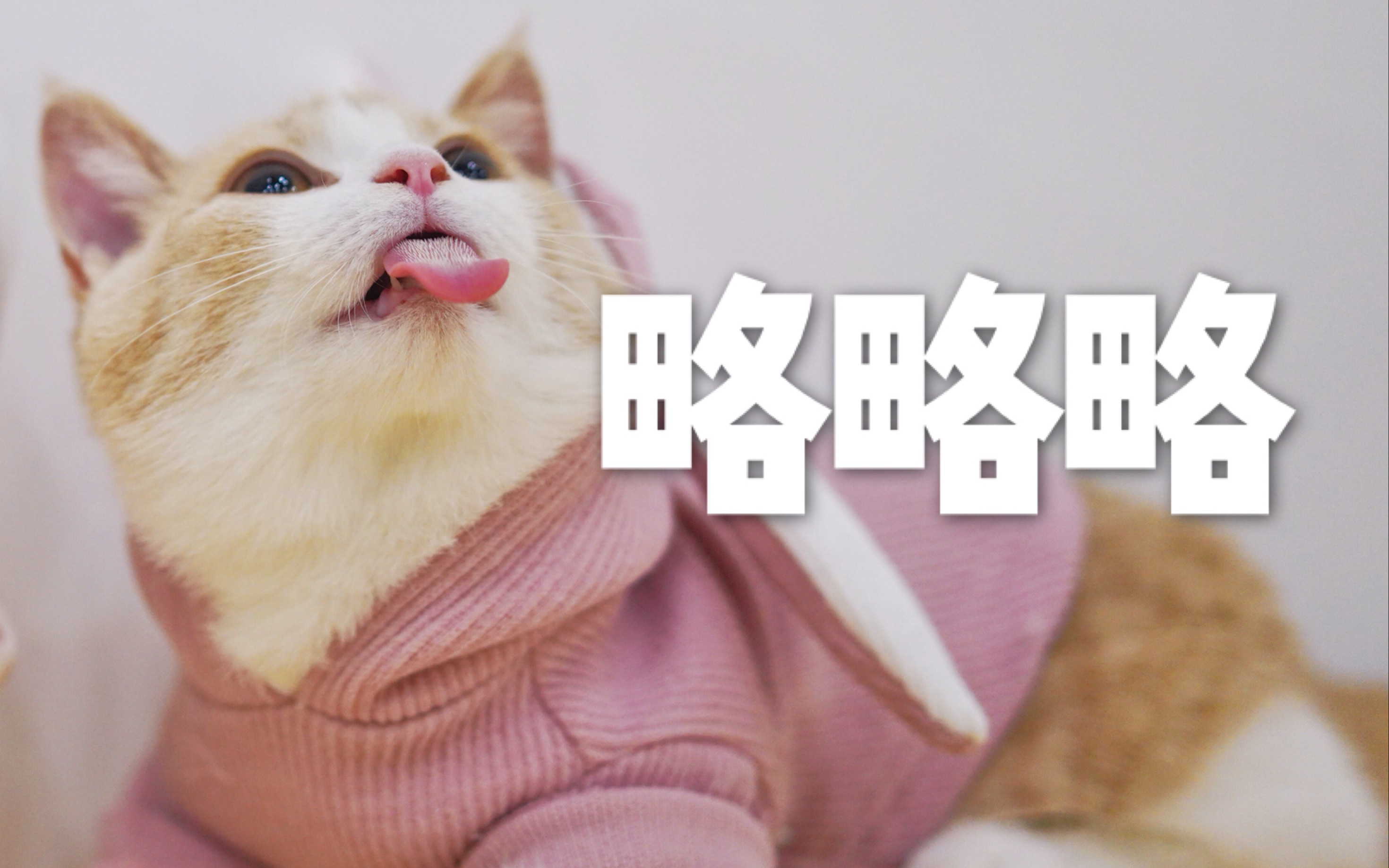 拍猫片1年居然留下这么多沙雕瞬间我家猫看了想打人