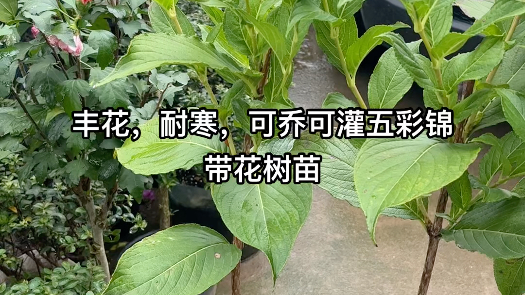 五彩锦带,耐30度严寒,抗酷暑,57月开花,花开五色,可乔可灌,盆栽地栽皆宜,管理粗放,实乃庭院不可多得的美丽好树种.哔哩哔哩bilibili