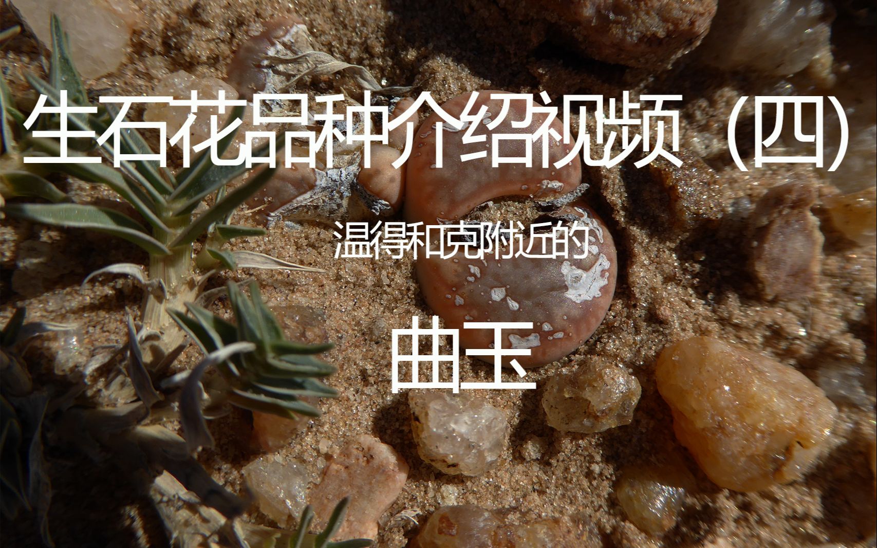 生石花品种介绍(四)曲玉 Lithops pseudotruncatella 玛瑙玉紫曲C187白曲大白藏人玉瑞光玉C72琅玕C245绿象牙greenivory哔哩哔哩bilibili