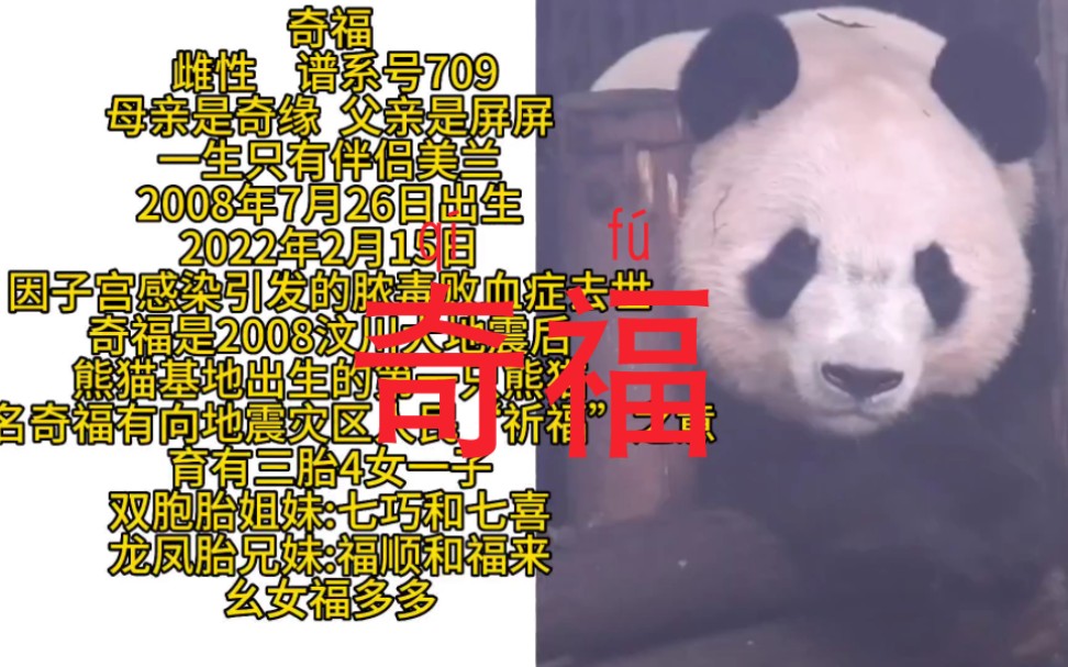 【奇福】奇福一家熊#大熊猫奇福 双胞胎七巧和七喜,双胞胎福顺和福来