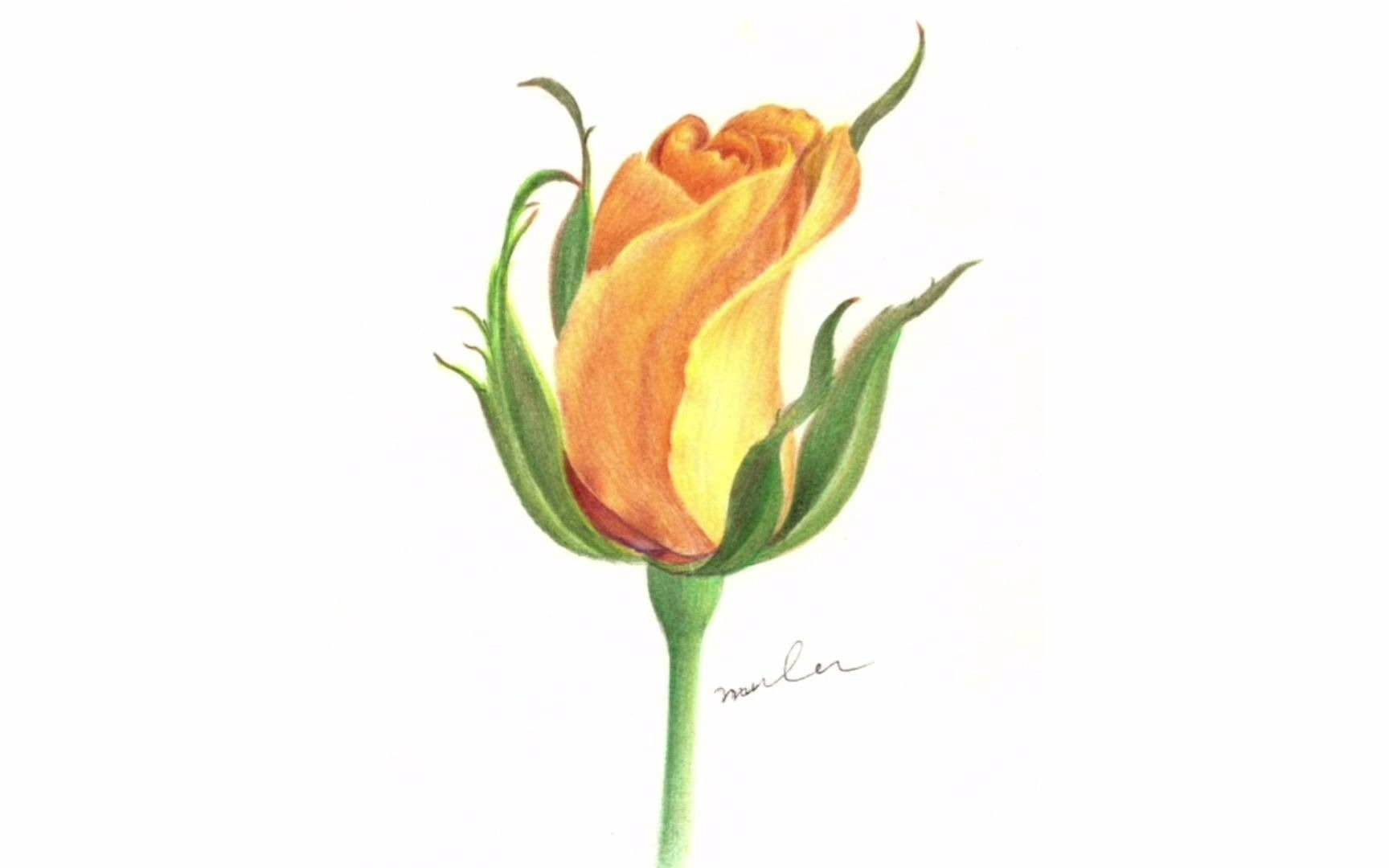 【彩铅】彩铅花卉——黄玫瑰