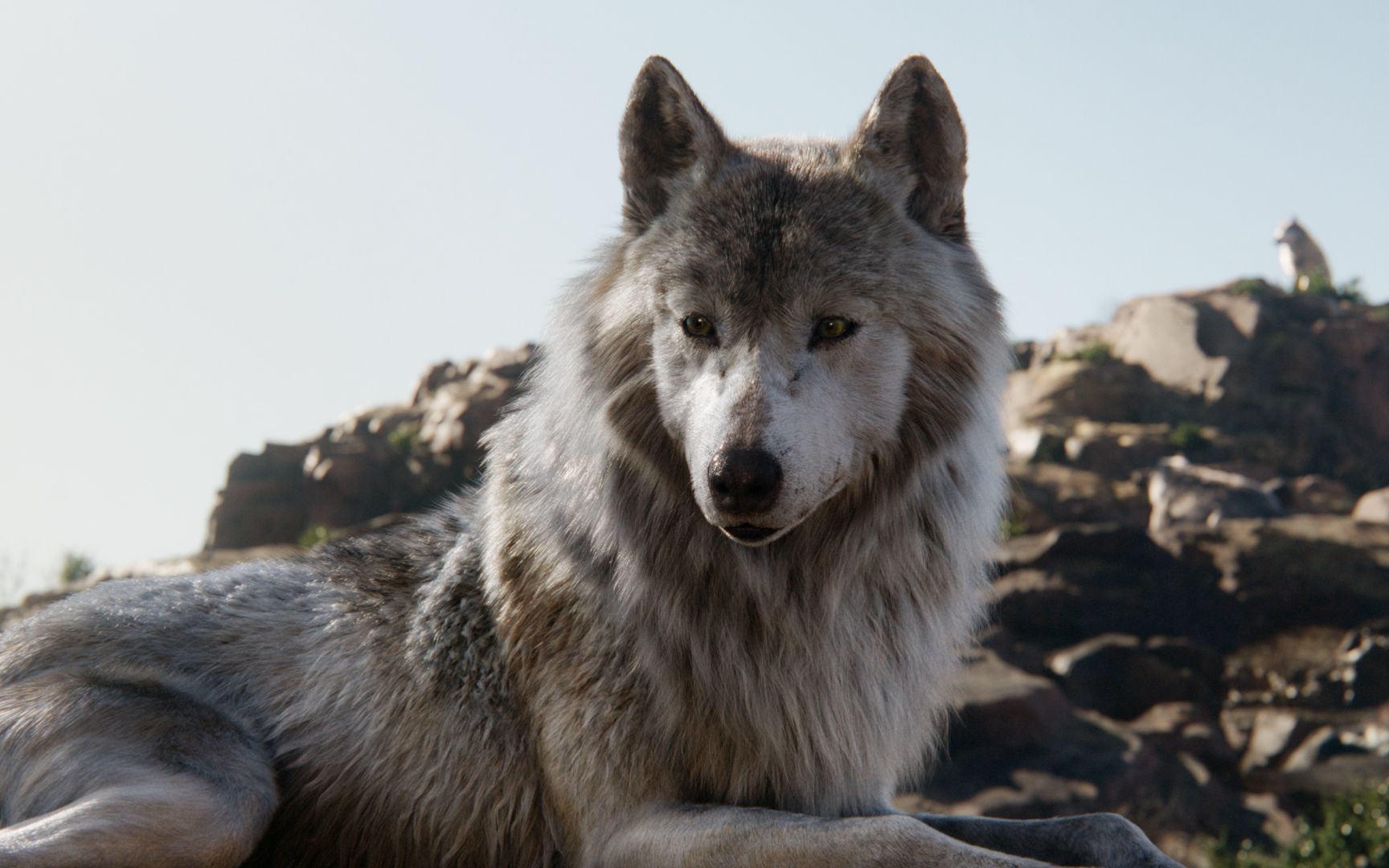 从小被狼养大的女孩,居然被男人囚禁折磨,男人为何比