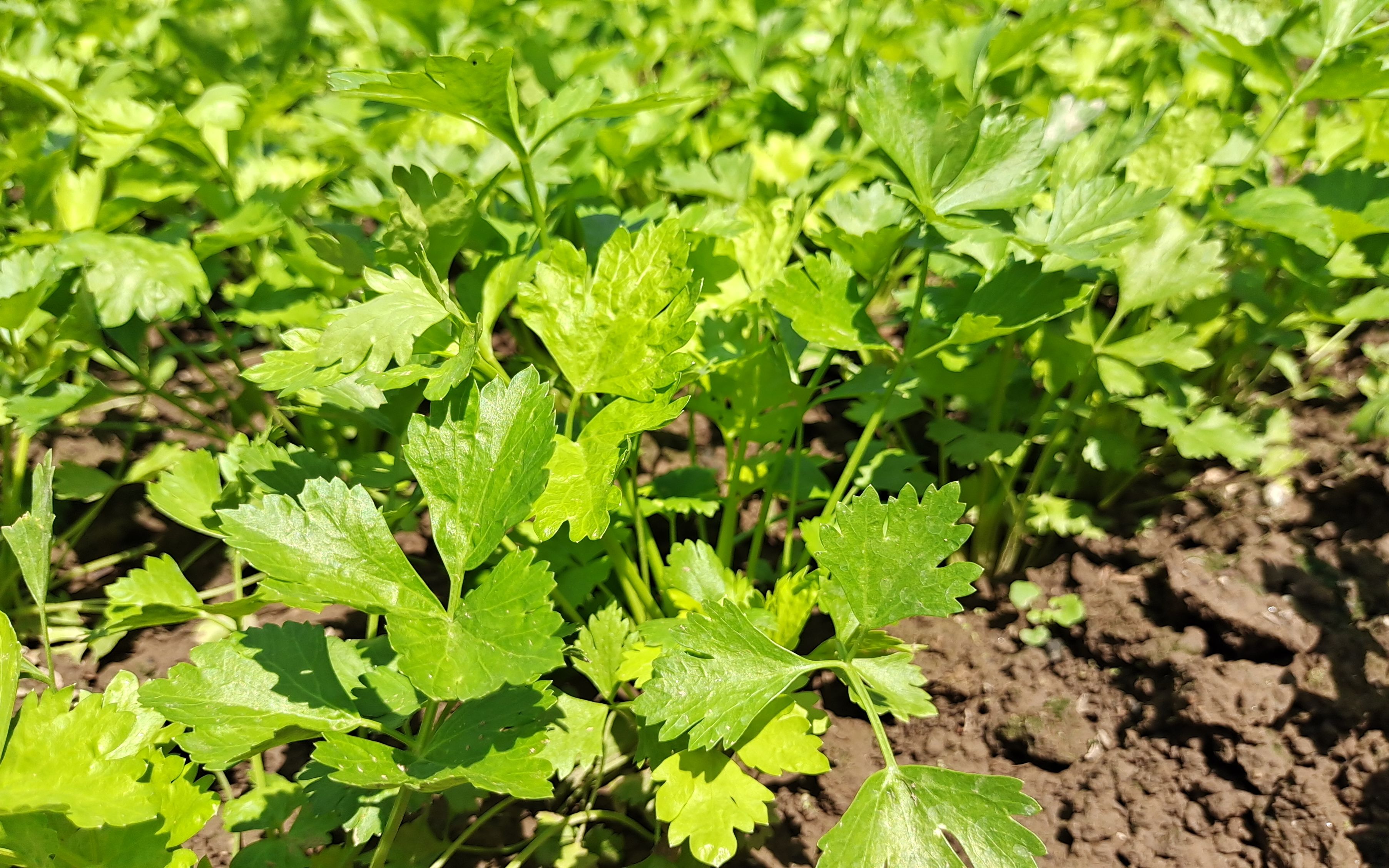 什么时间种芹菜长势旺?期间用啥肥料合适?分享老乡多年种植经验哔哩哔哩bilibili