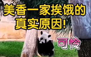 Video herunterladen: 美香一家饿肚子的真实原因！