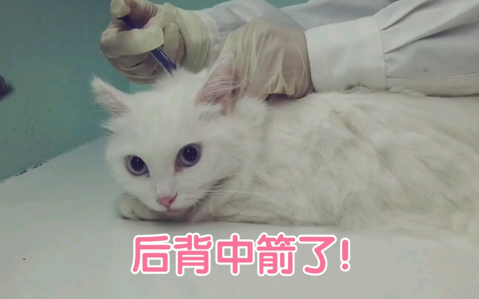 [图][大小狮猫]:胆小的猫咪去体检打针是什么样子的？