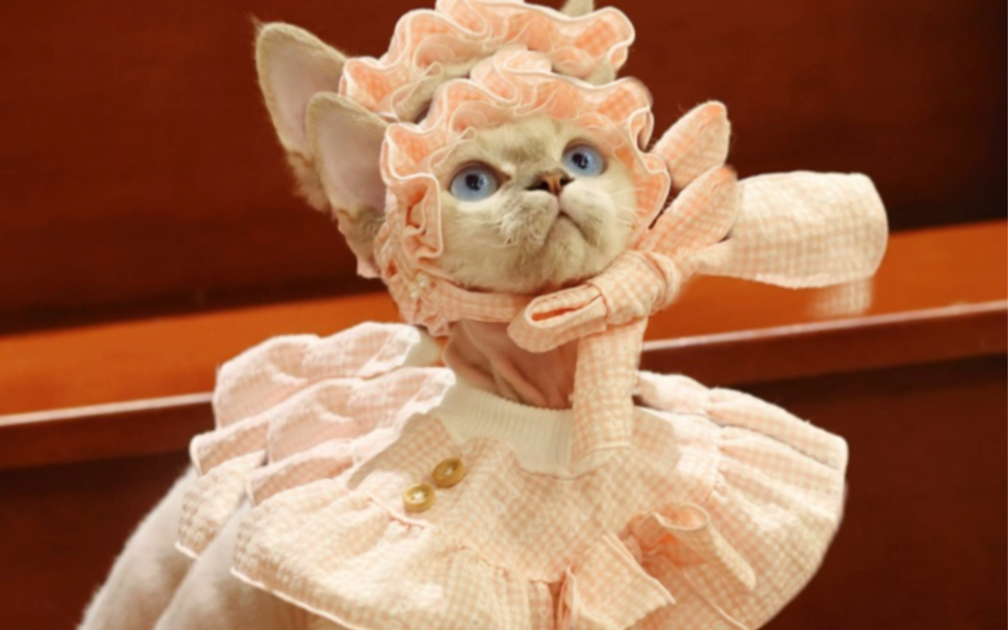 万花筒德文卷毛猫|北京德文卷毛猫舍|德文猫舍_哔哩哔哩_bilibili