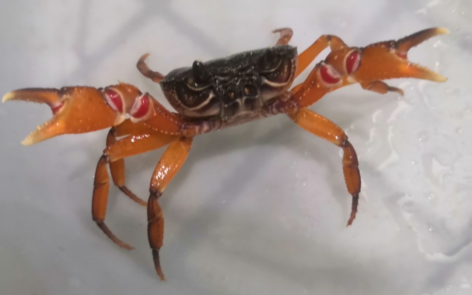 大家快跑这货又来水视频了[印支溪蟹喂食]