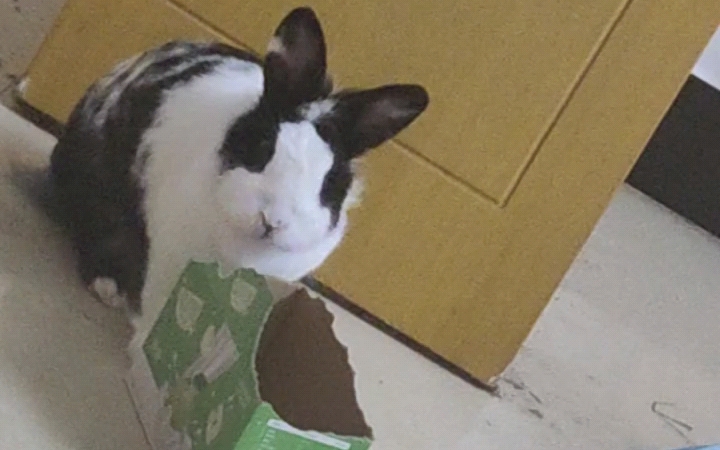 大肥兔好聪明鸭哈哈哈