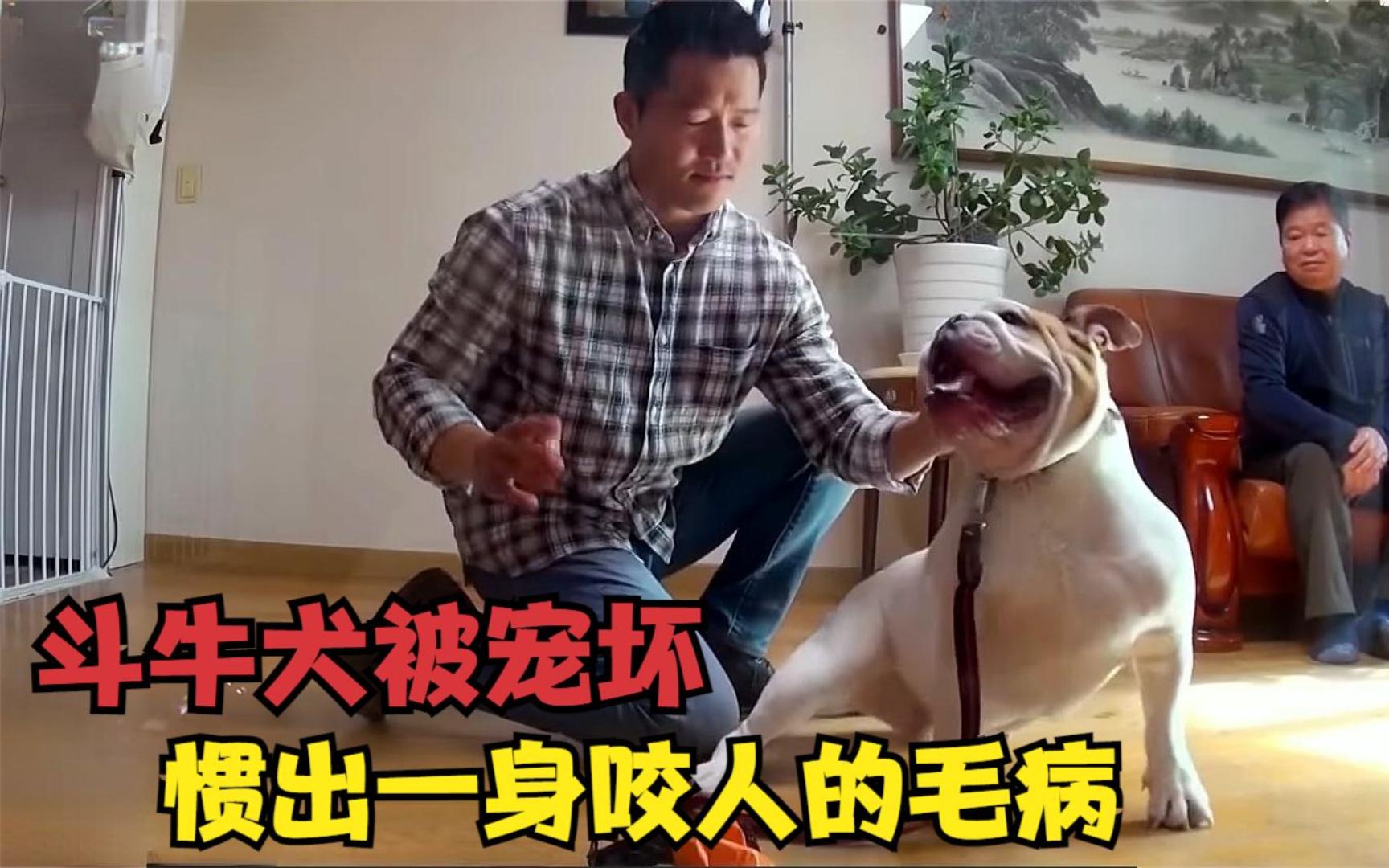 斗牛犬太凶狠,龇牙咧嘴将全家咬遍,就连训犬师都差点翻车哔哩哔哩bilibili