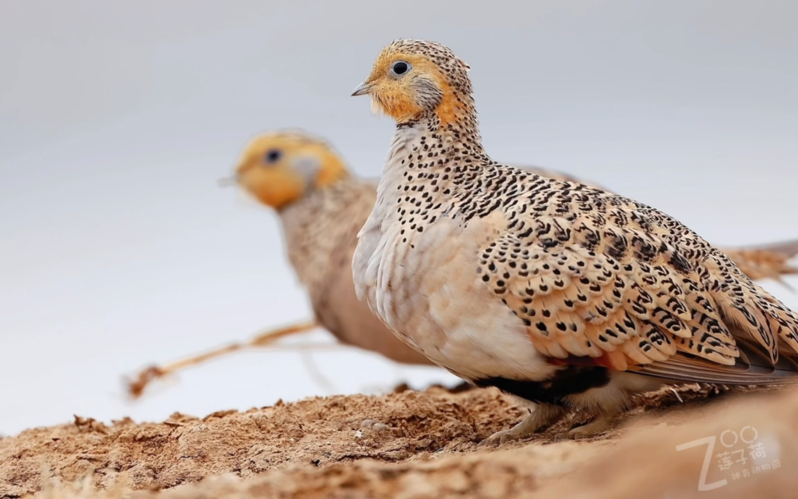 美丽的毛腿沙鸡!