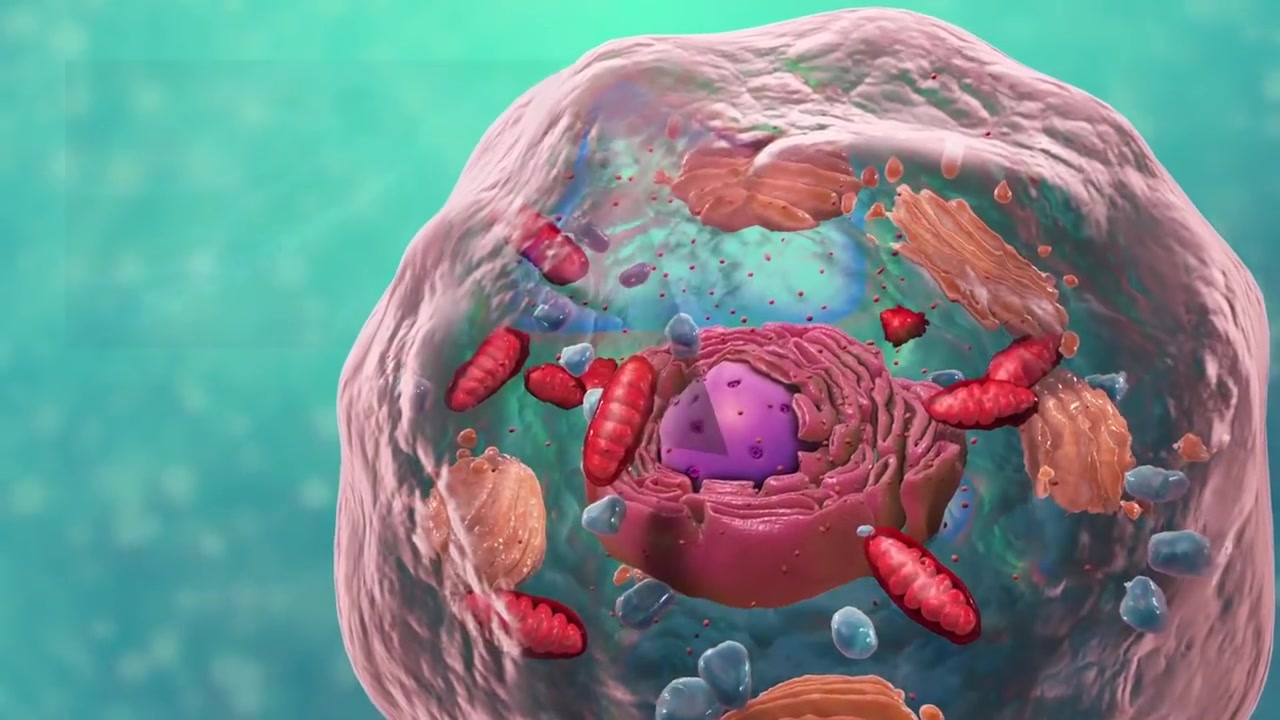 [图]【生物学 - 细胞结构】Biology- Cell Structure I Nucleus Medical Media