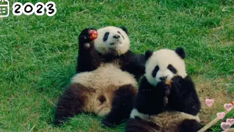比利时天堂动物园熊猫广告