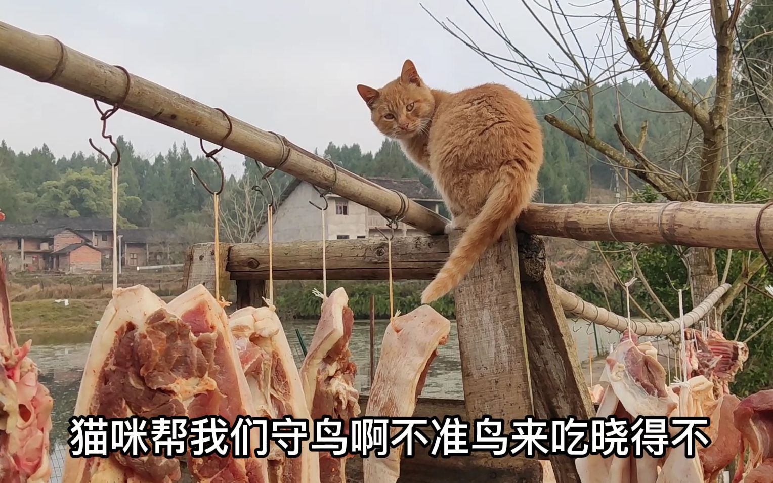 让猫守肉,给它开工资,它却走后门!哔哩哔哩bilibili