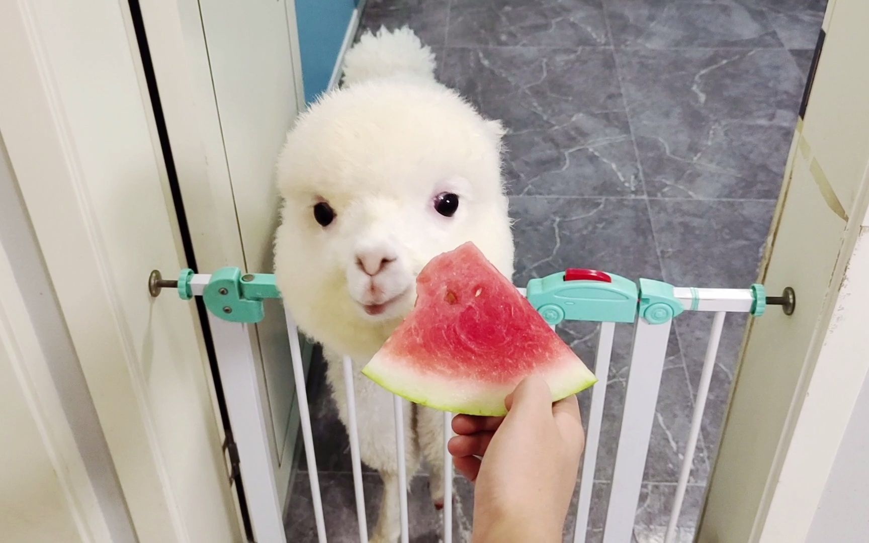 羊驼生气都这么可爱,这谁受得了