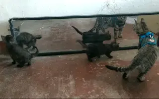Mirror Test 搜索结果 哔哩哔哩 Bilibili