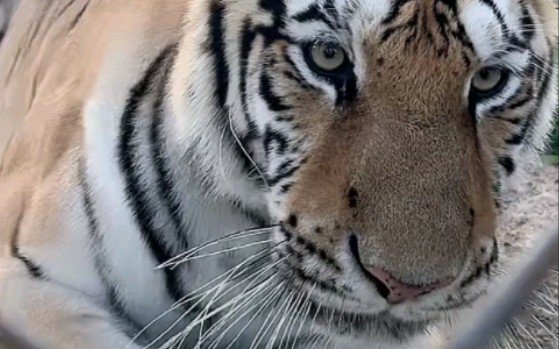 今天又是棍棍独自值班的一天,心态轻松-东北虎小虎哥黑龙江牡丹江海林