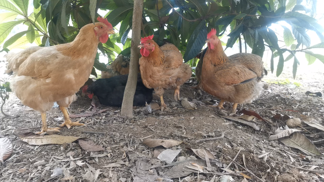 母鸡——树下乘凉