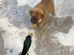 Скачать видео: 都说了不要乱惹鸭鸭…