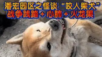 Video herunterladen: 潘宏园区之“咬人柴犬”不让碰？！战争践踏＋心肺＋火龙果(纯享版)！还不了解的快来……