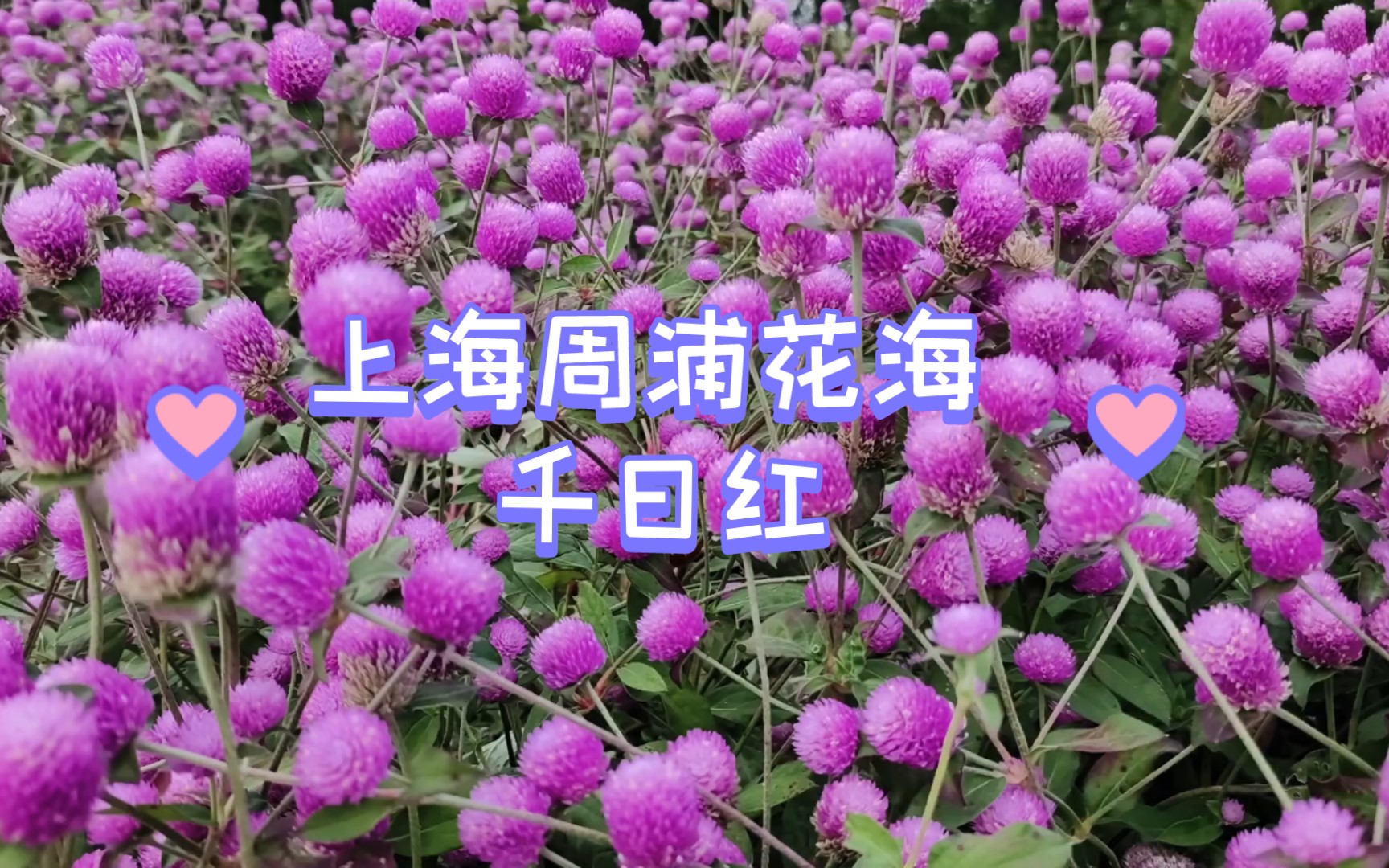 上海周浦花海 千日红