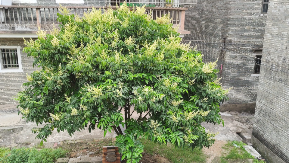 隔壁家的黄皮树开满花