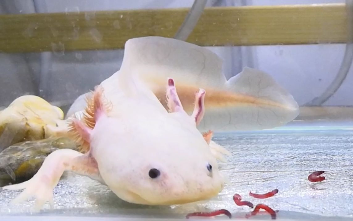 六角恐龙吃红虫吃到爆浆,不放过任何一条!