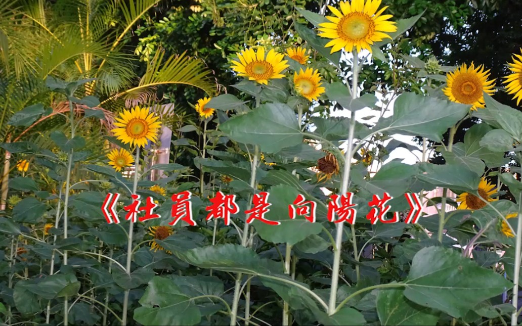 [图]《社员都是向阳花》大字有声歌谱！