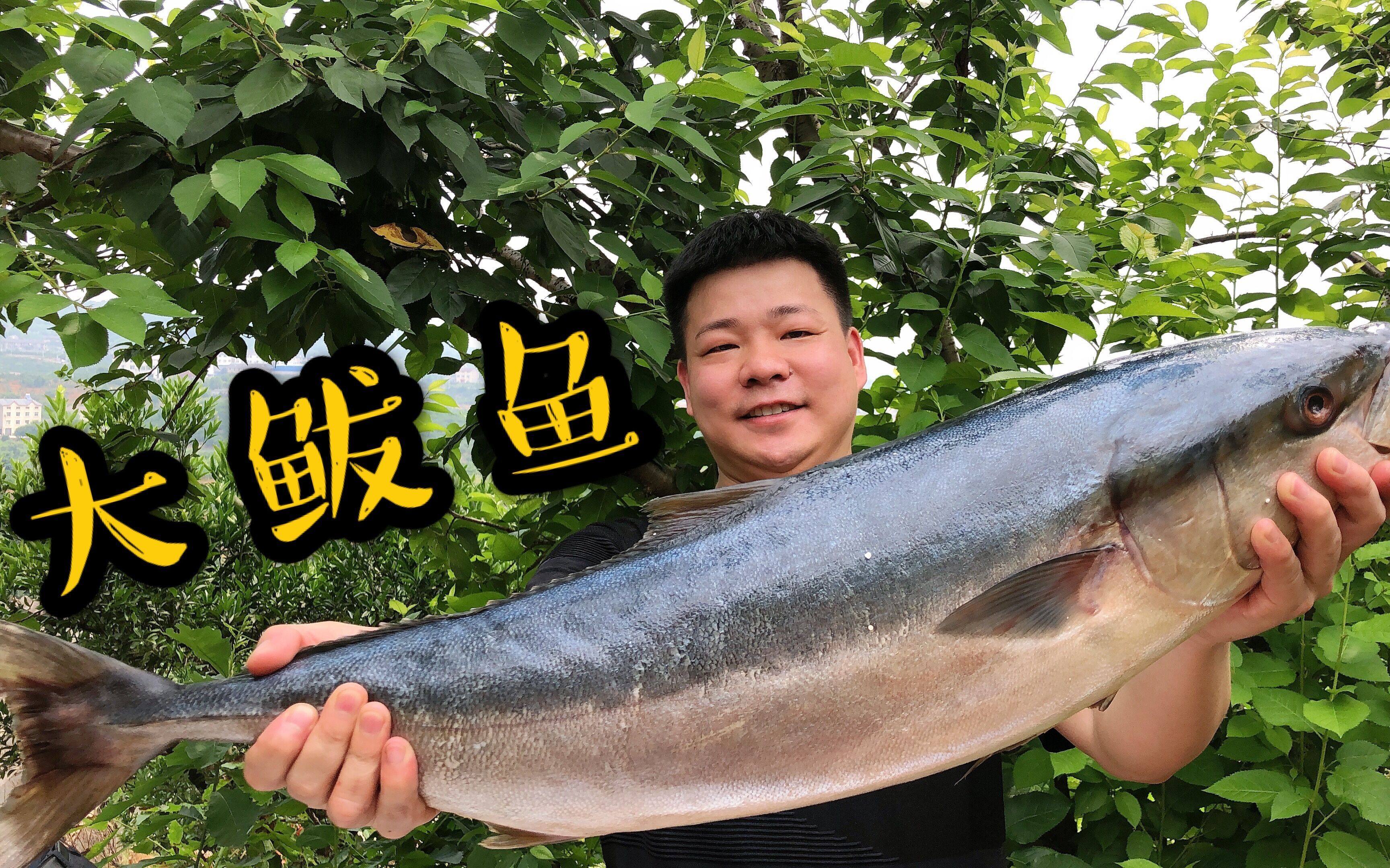 野锅花300元买15斤大鲅鱼,用大铁锅红烧,但口感远不比想象美好!