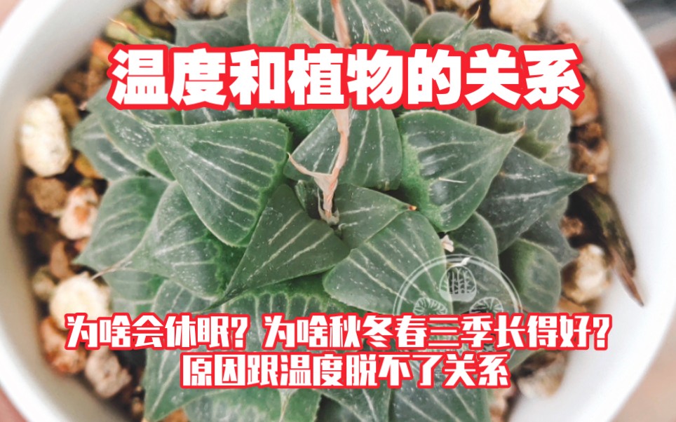 『干货/经验之谈』温度对植物的影响和关系,秋冬春大部分植物长得好不是没有原因的.哔哩哔哩bilibili