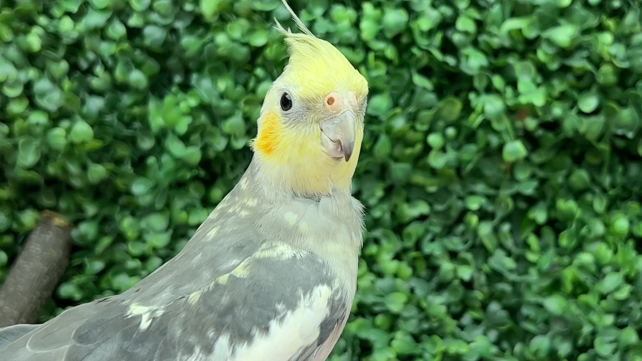 玄凤鹦鹉如何分辨公母?