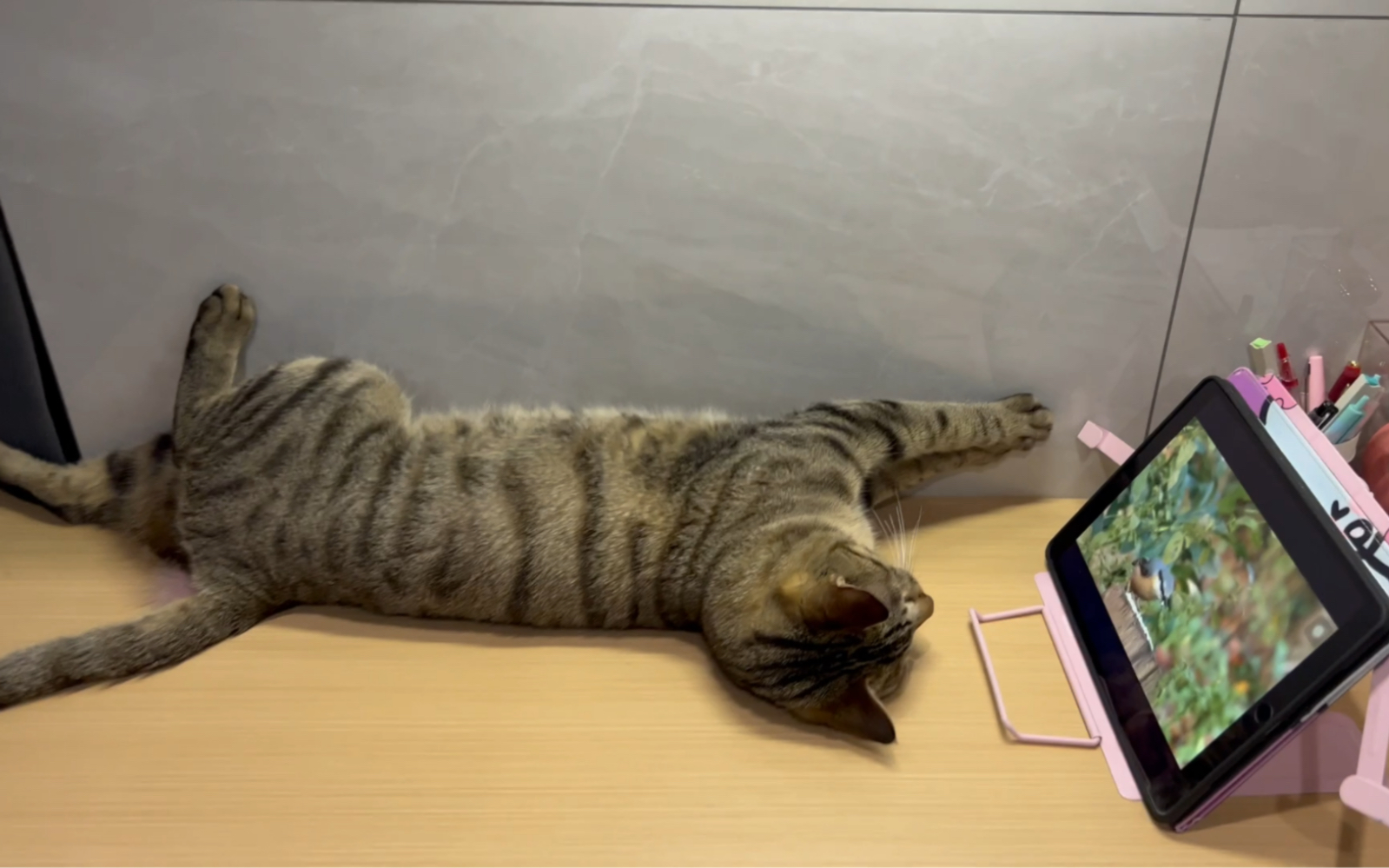 爱躺着看电视的小猫咪