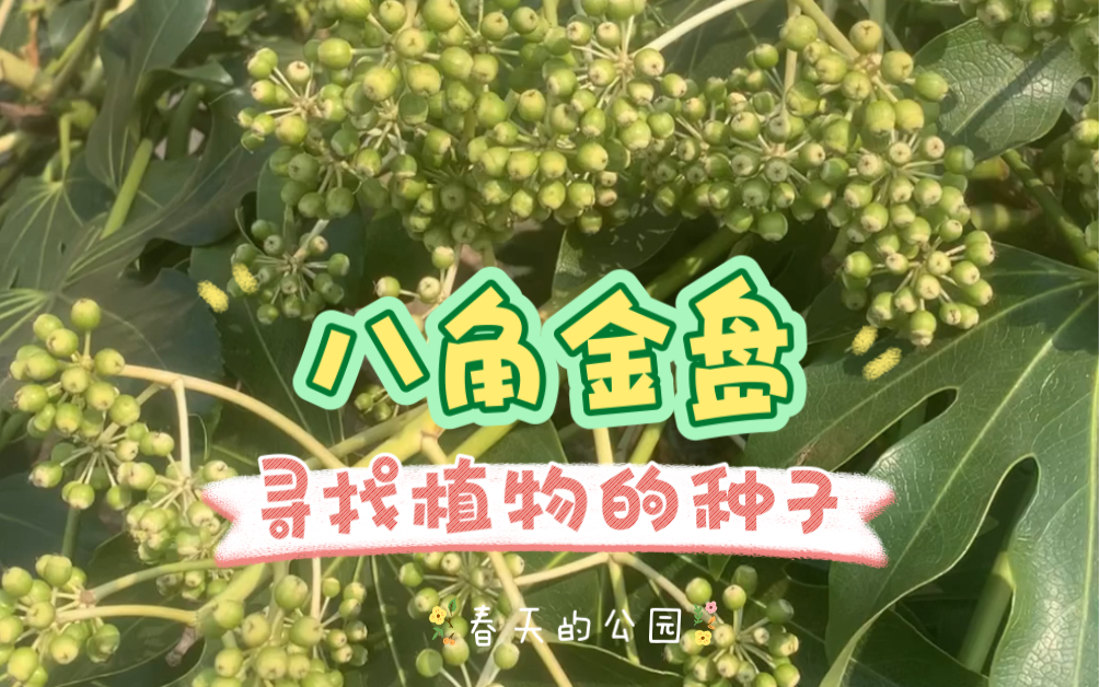 八角金盘/寻找植物的种子哔哩哔哩bilibili